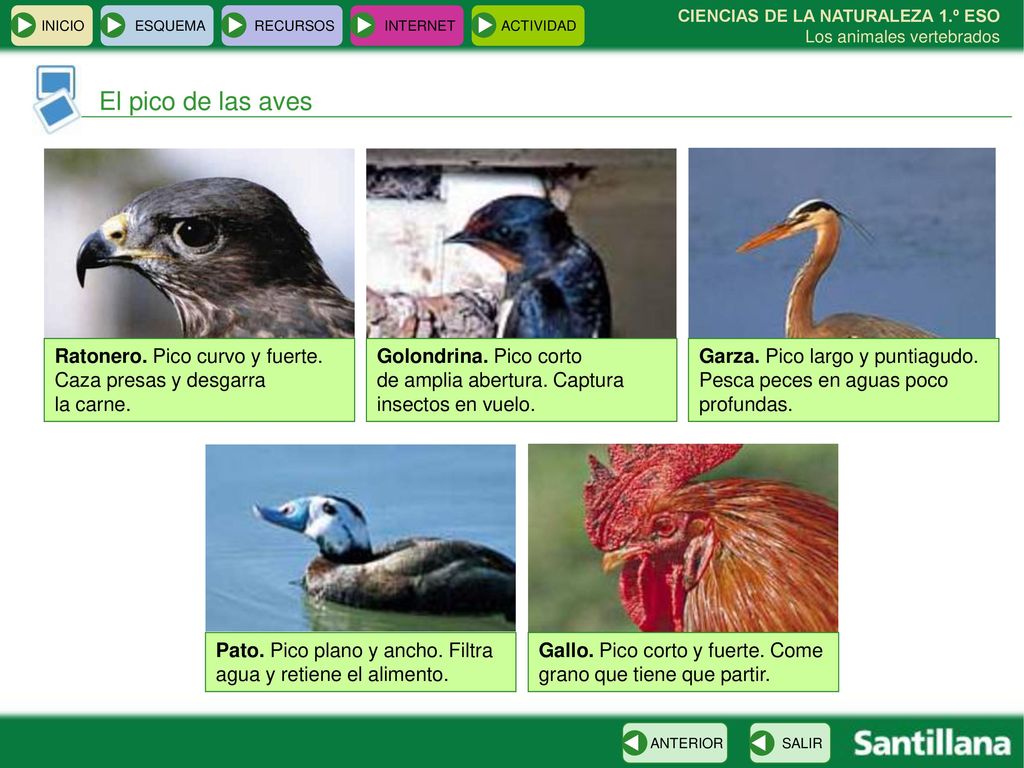 INICIO ESQUEMA. RECURSOS. INTERNET. ACTIVIDAD. CIENCIAS DE LA NATURALEZA 1.º ESO Los animales vertebrados.