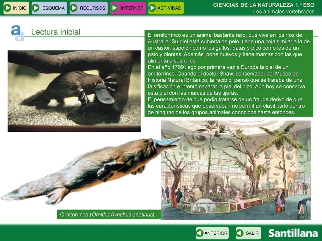 INICIO ESQUEMA. RECURSOS. INTERNET. ACTIVIDAD. CIENCIAS DE LA NATURALEZA 1.º ESO Los animales vertebrados.