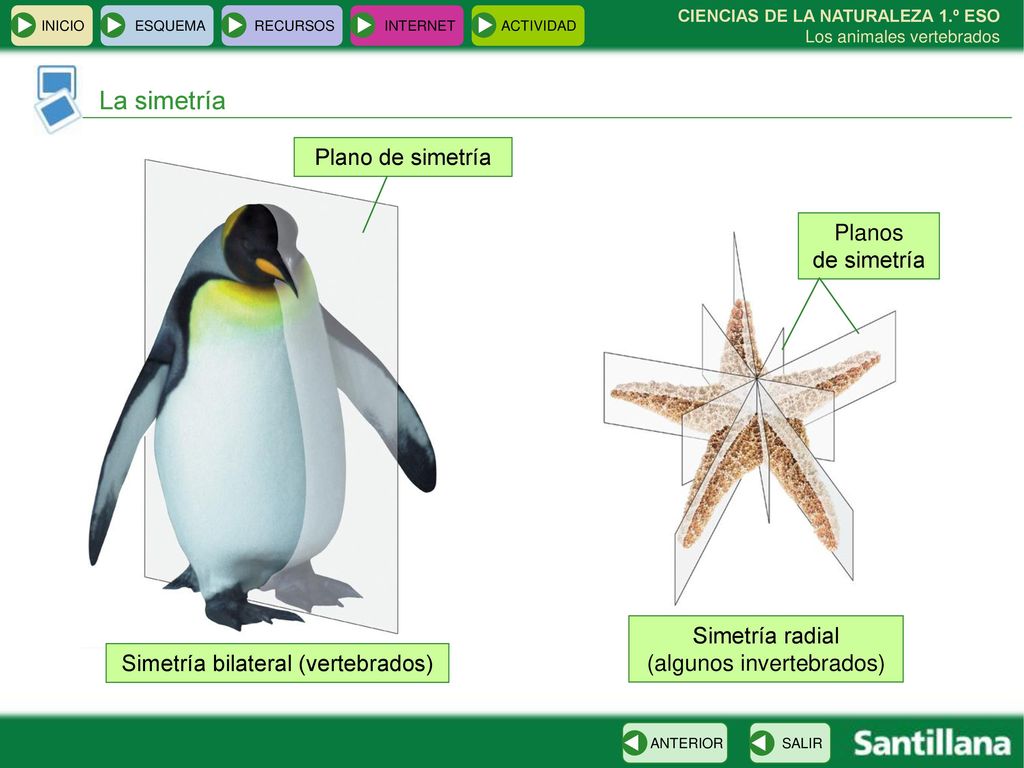 La simetría Plano de simetría Planos de simetría Simetría radial