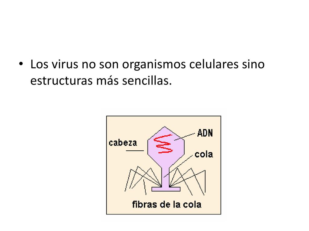 Los virus no son organismos celulares sino estructuras más sencillas.