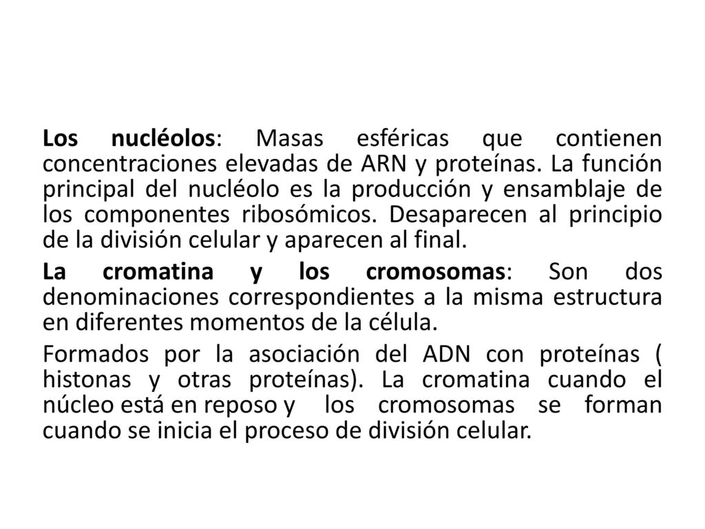 Los nucléolos: Masas esféricas que contienen concentraciones elevadas de ARN y proteínas.