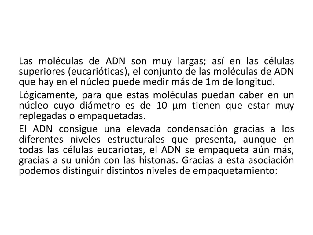 Las moléculas de ADN son muy largas; así en las células superiores (eucarióticas), el conjunto de las moléculas de ADN que hay en el núcleo puede medir más de 1m de longitud.
