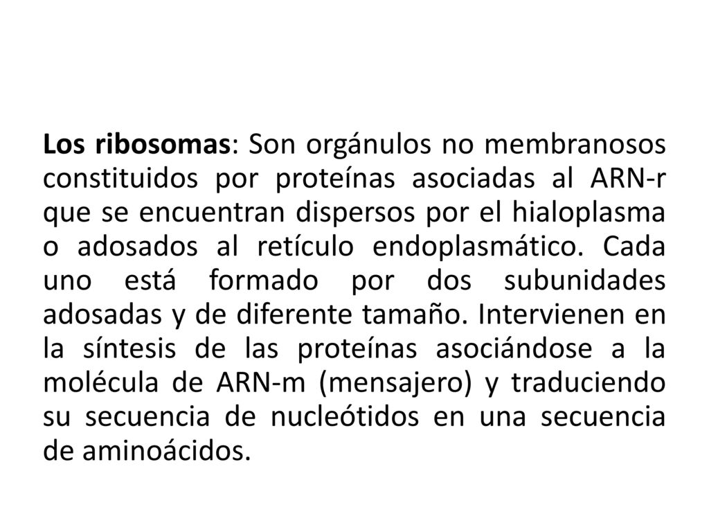 Los ribosomas: Son orgánulos no membranosos constituidos por proteínas asociadas al ARN-r que se encuentran dispersos por el hialoplasma o adosados al retículo endoplasmático.