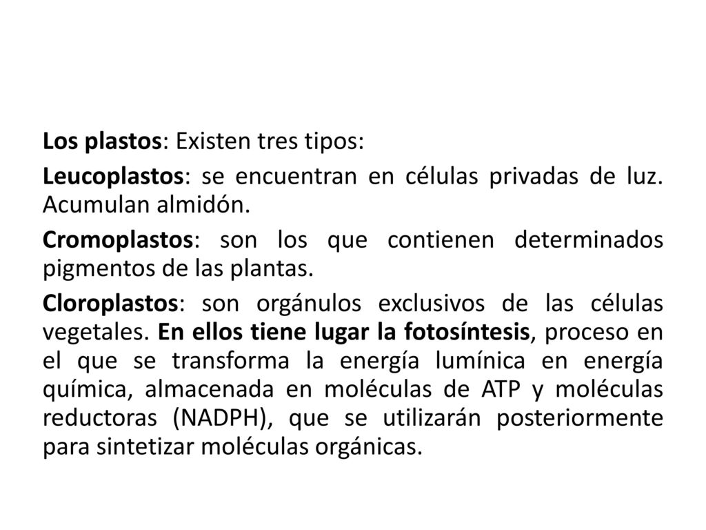Los plastos: Existen tres tipos: Leucoplastos: se encuentran en células privadas de luz.