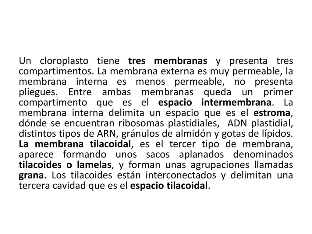 Un cloroplasto tiene tres membranas y presenta tres compartimentos