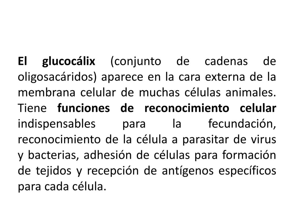 El glucocálix (conjunto de cadenas de oligosacáridos) aparece en la cara externa de la membrana celular de muchas células animales.