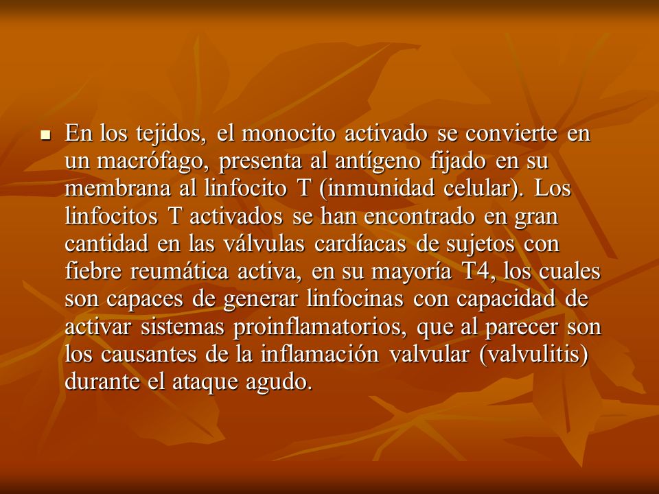 En los tejidos, el monocito activado se convierte en un macrófago, presenta al antígeno fijado en su membrana al linfocito T (inmunidad celular).