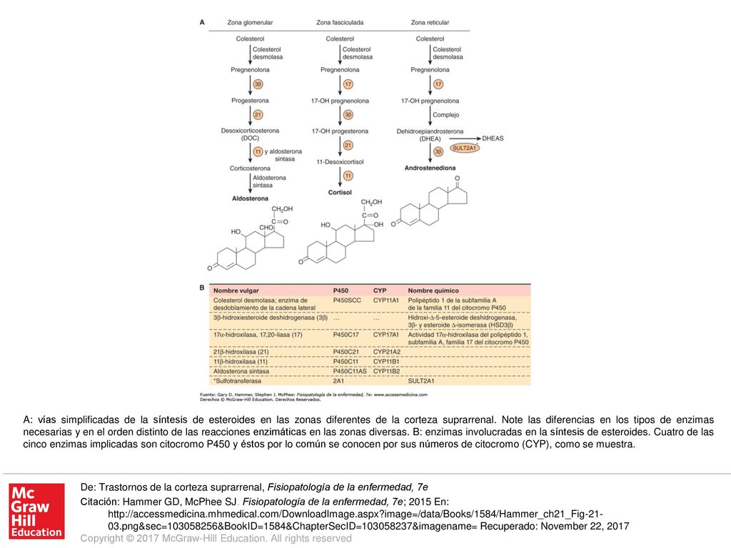A: vías simplificadas de la síntesis de esteroides en las zonas diferentes de la corteza suprarrenal. Note las diferencias en los tipos de enzimas necesarias y en el orden distinto de las reacciones enzimáticas en las zonas diversas. B: enzimas involucradas en la síntesis de esteroides. Cuatro de las cinco enzimas implicadas son citocromo P450 y éstos por lo común se conocen por sus números de citocromo (CYP), como se muestra.