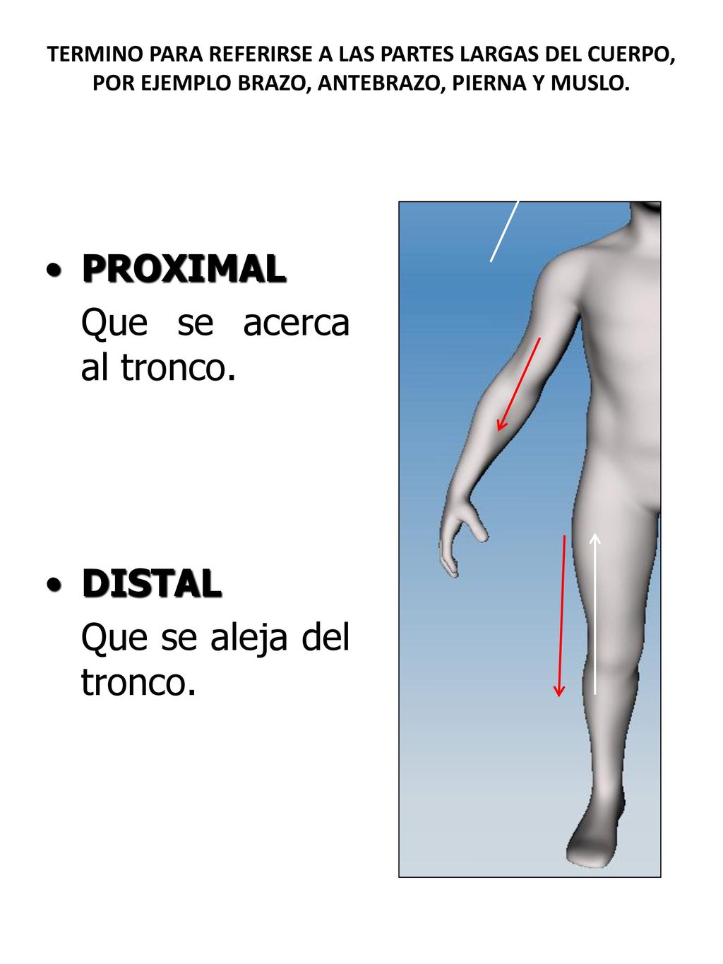 PROXIMAL Que se acerca al tronco. DISTAL Que se aleja del tronco.