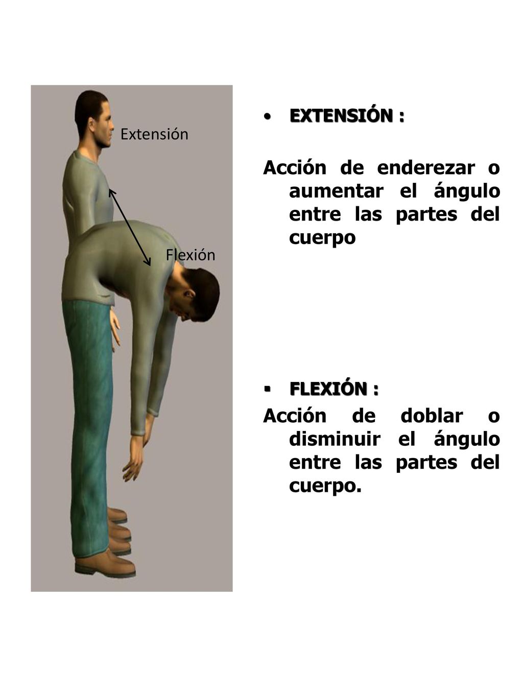 Acción de enderezar o aumentar el ángulo entre las partes del cuerpo.