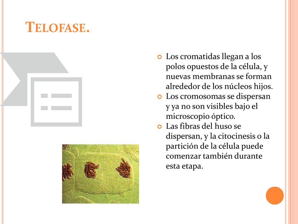 Telofase. Los cromatidas llegan a los polos opuestos de la célula, y nuevas membranas se forman alrededor de los núcleos hijos.