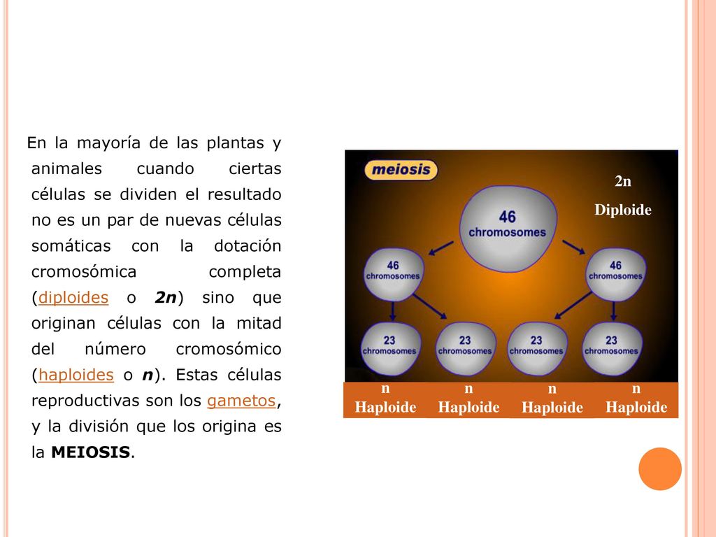 En la mayoría de las plantas y animales cuando ciertas células se dividen el resultado no es un par de nuevas células somáticas con la dotación cromosómica completa (diploides o 2n) sino que originan células con la mitad del número cromosómico (haploides o n). Estas células reproductivas son los gametos, y la división que los origina es la MEIOSIS.
