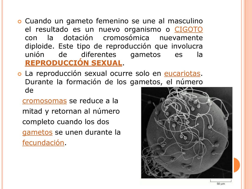 Cuando un gameto femenino se une al masculino el resultado es un nuevo organismo o CIGOTO con la dotación cromosómica nuevamente diploide. Este tipo de reproducción que involucra unión de diferentes gametos es la REPRODUCCIÓN SEXUAL.