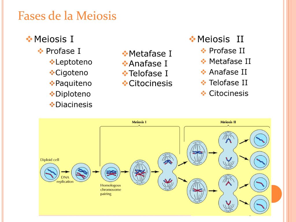 Fases de la Meiosis Meiosis I Meiosis II Metafase I Anafase I