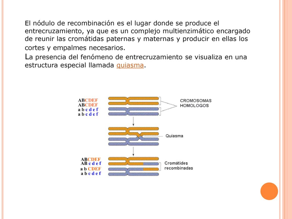 El nódulo de recombinación es el lugar donde se produce el entrecruzamiento, ya que es un complejo multienzimático encargado de reunir las cromátidas paternas y maternas y producir en ellas los cortes y empalmes necesarios.
