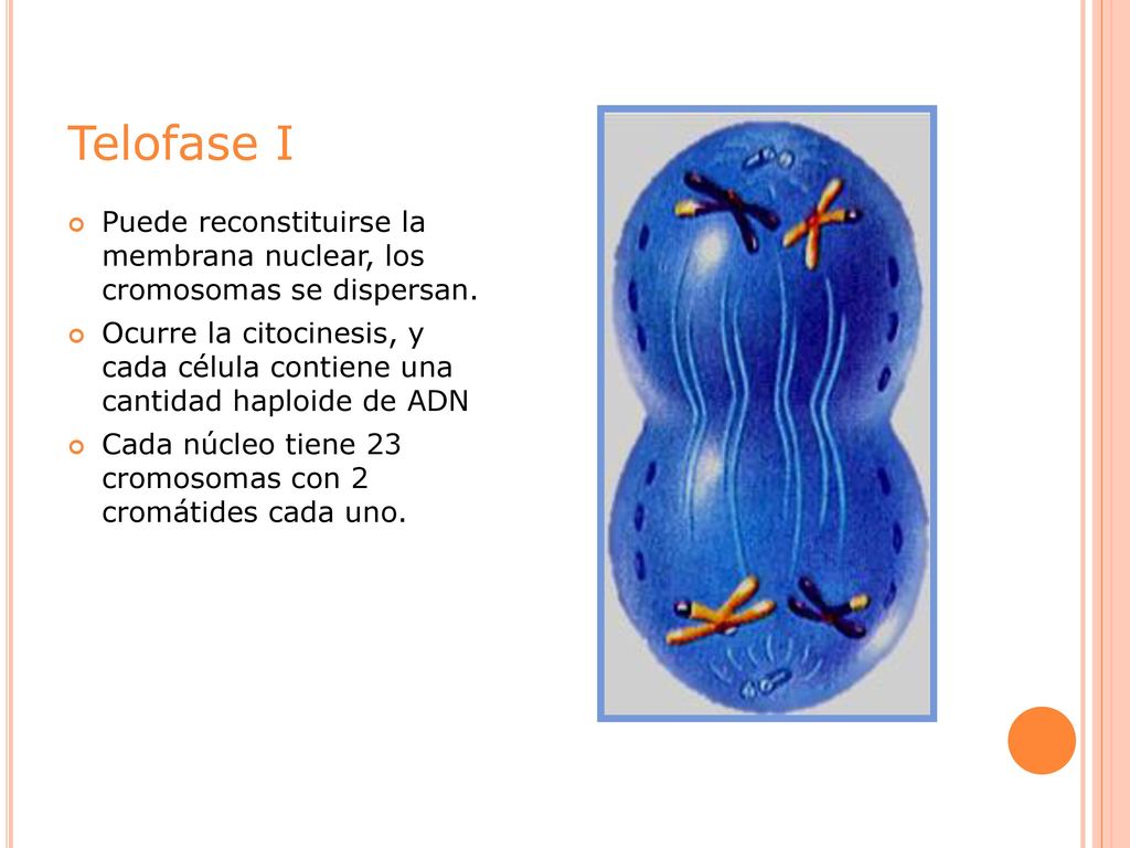 Telofase I Puede reconstituirse la membrana nuclear, los cromosomas se dispersan.