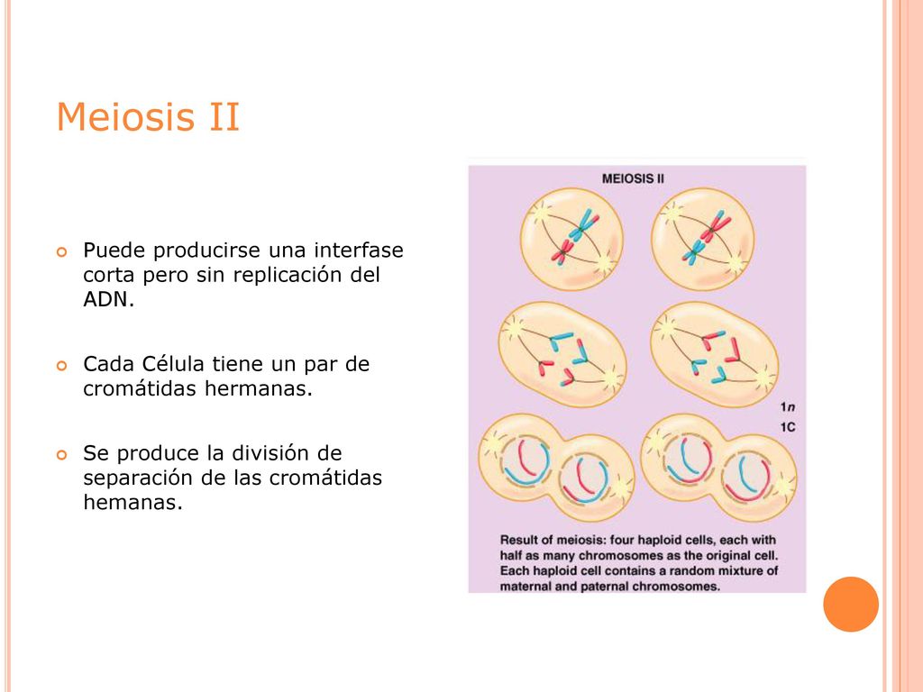 Meiosis II Puede producirse una interfase corta pero sin replicación del ADN. Cada Célula tiene un par de cromátidas hermanas.