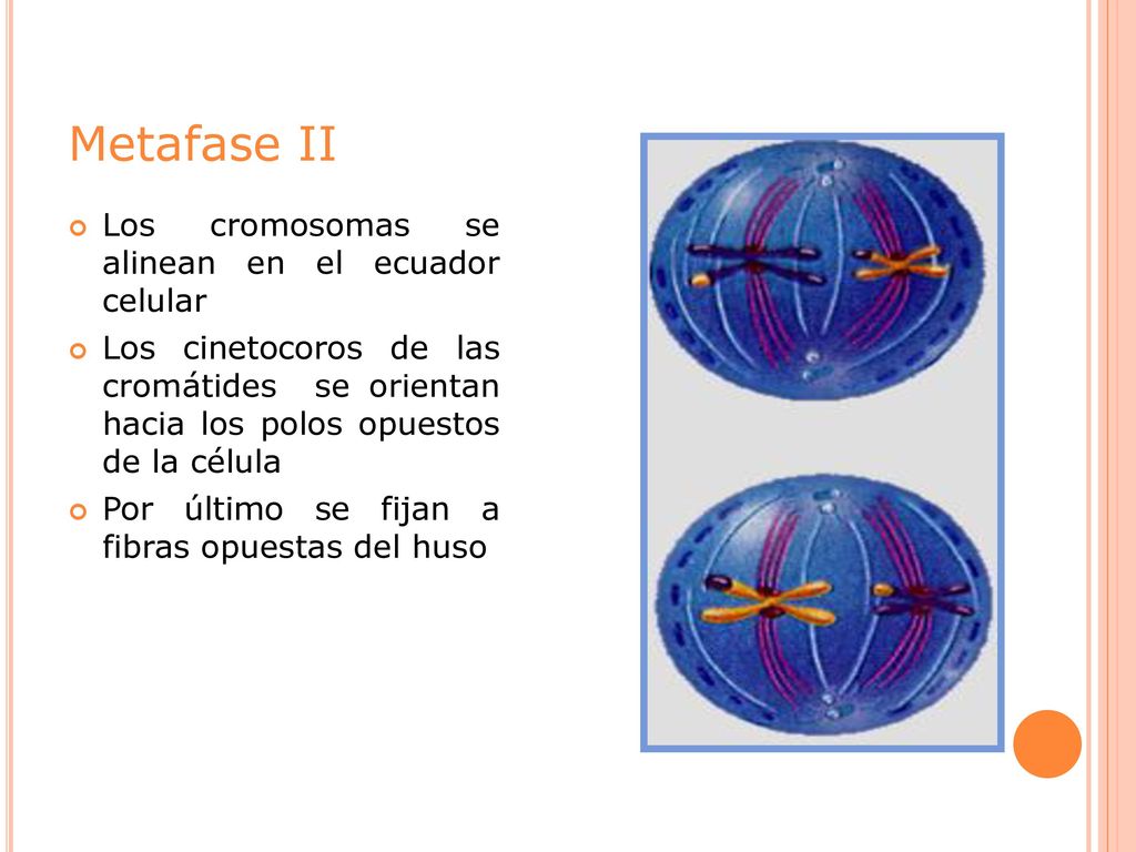 Metafase II Los cromosomas se alinean en el ecuador celular