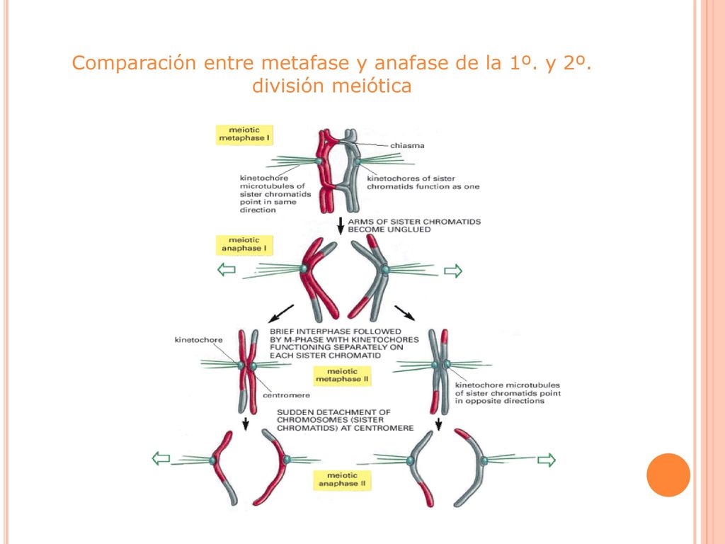 Comparación entre metafase y anafase de la 1º. y 2º. división meiótica