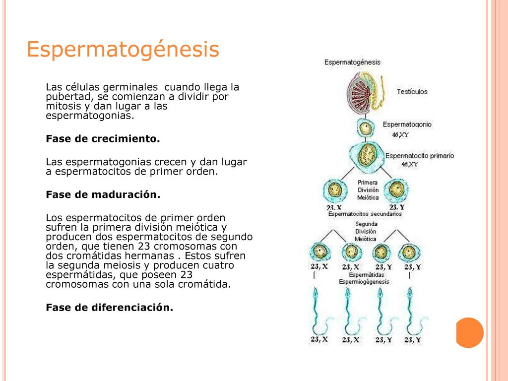 Espermatogénesis Las células germinales cuando llega la pubertad, se comienzan a dividir por mitosis y dan lugar a las espermatogonias.