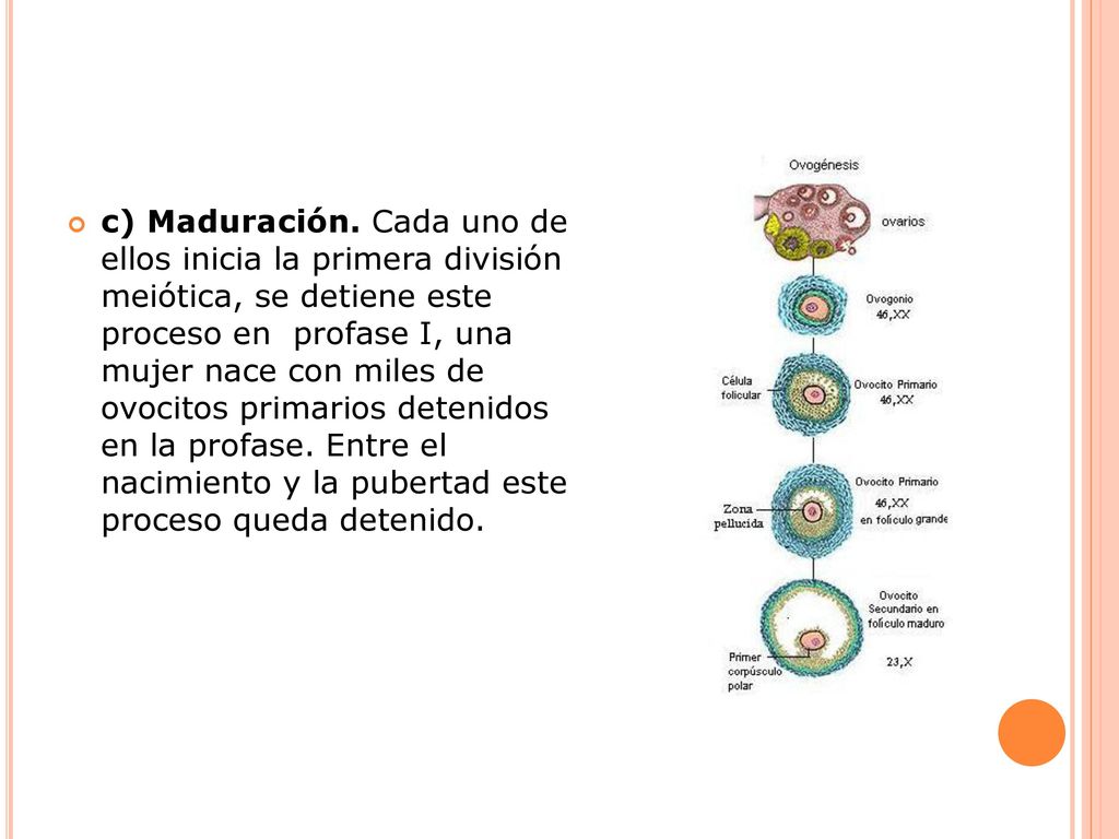 c) Maduración. Cada uno de ellos inicia la primera división meiótica, se detiene este proceso en profase I, una mujer nace con miles de ovocitos primarios detenidos en la profase.