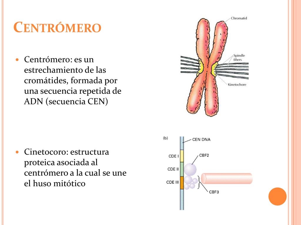 Centrómero Centrómero: es un estrechamiento de las cromátides, formada por una secuencia repetida de ADN (secuencia CEN)