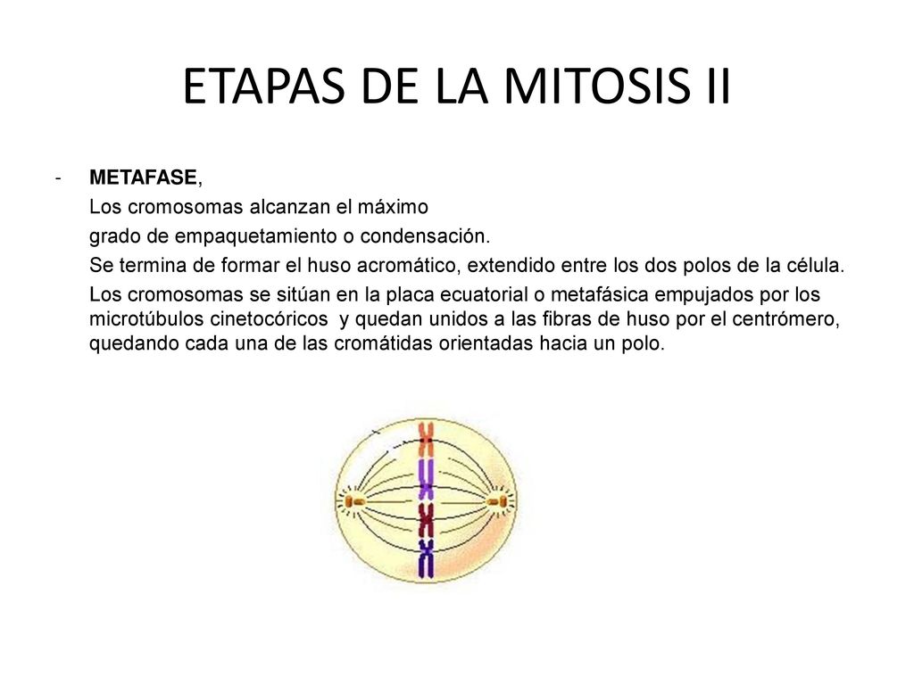 ETAPAS DE LA MITOSIS II METAFASE, Los cromosomas alcanzan el máximo