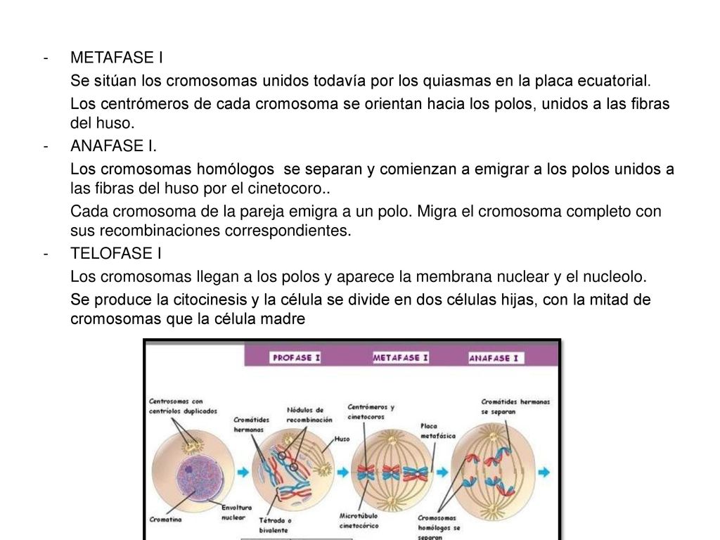 METAFASE I Se sitúan los cromosomas unidos todavía por los quiasmas en la placa ecuatorial.