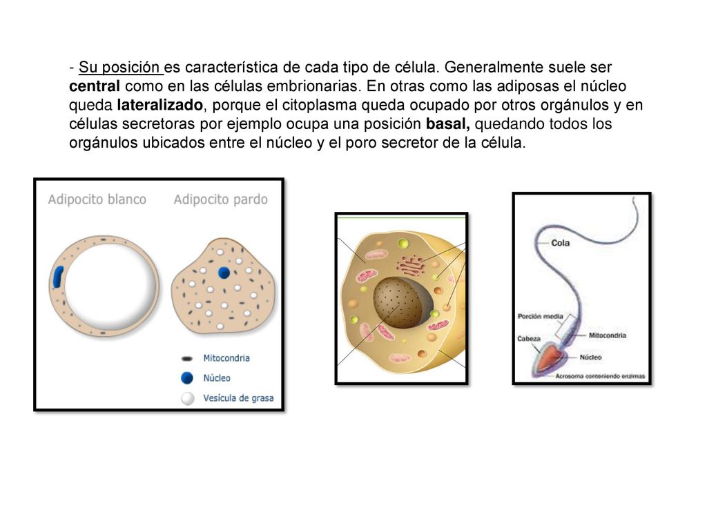 - Su posición es característica de cada tipo de célula
