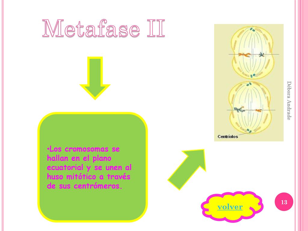 Metafase II Los cromosomas se hallan en el plano ecuatorial y se unen al huso mitótico a través de sus centrómeros.