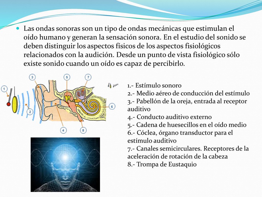Las ondas sonoras son un tipo de ondas mecánicas que estimulan el oído humano y generan la sensación sonora. En el estudio del sonido se deben distinguir los aspectos físicos de los aspectos fisiológicos relacionados con la audición. Desde un punto de vista fisiológico sólo existe sonido cuando un oído es capaz de percibirlo.