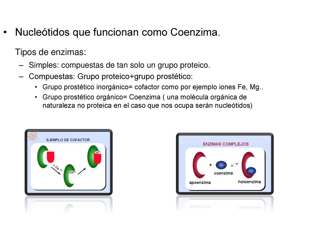 Tipos de enzimas: Nucleótidos que funcionan como Coenzima.