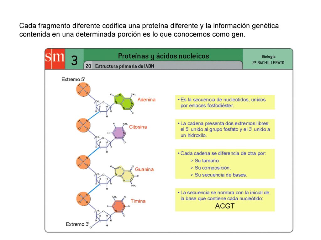 Cada fragmento diferente codifica una proteína diferente y la información genética contenida en una determinada porción es lo que conocemos como gen.
