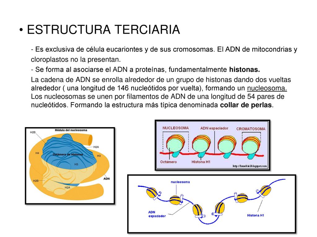 ESTRUCTURA TERCIARIA - Es exclusiva de célula eucariontes y de sus cromosomas. El ADN de mitocondrias y cloroplastos no la presentan.