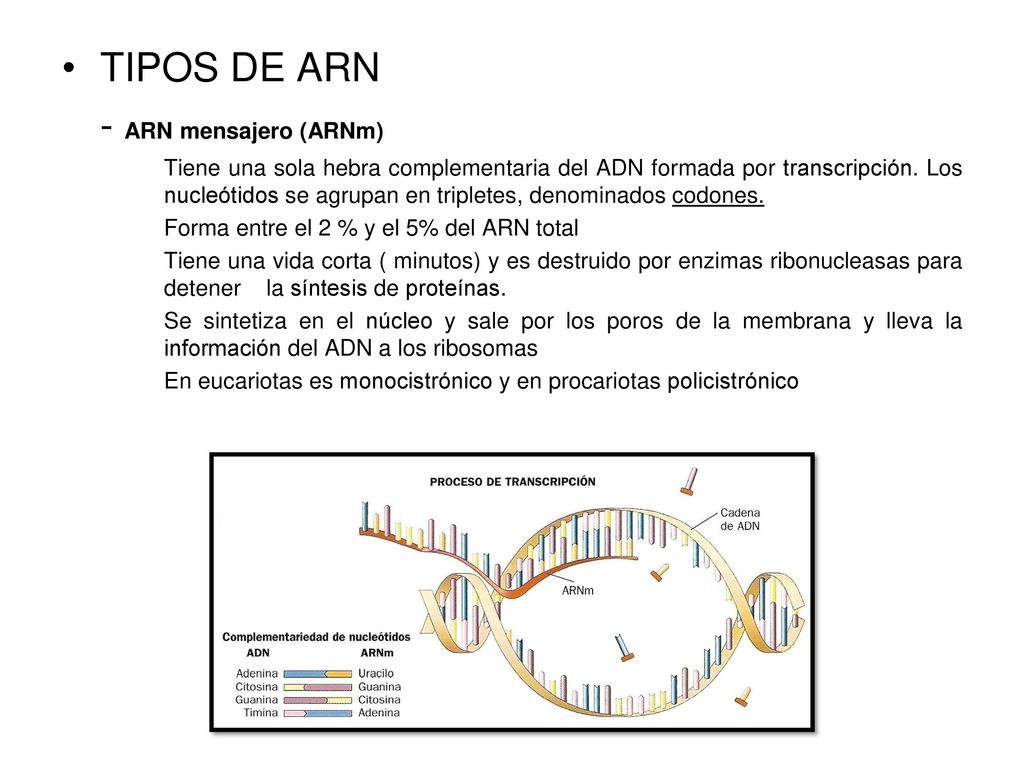 TIPOS DE ARN - ARN mensajero (ARNm)