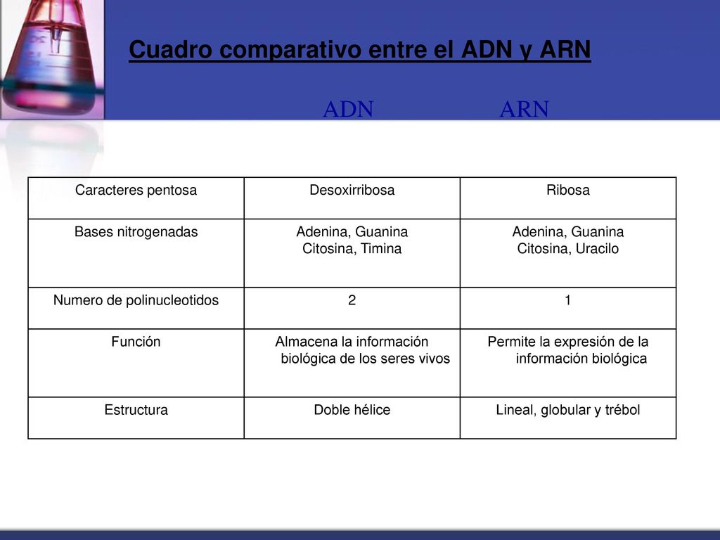 Acidos Nucleicos Kinesiologia Ppt Video Online Descargar