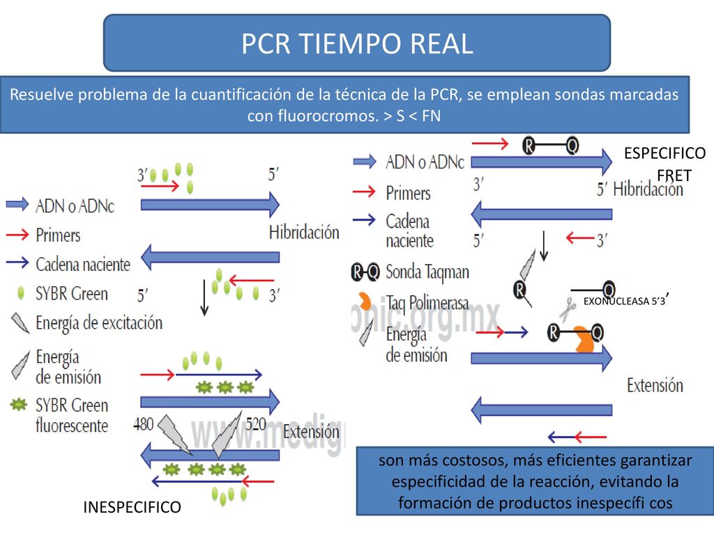 PCR TIEMPO REAL Resuelve problema de la cuantificación de la técnica de la PCR, se emplean sondas marcadas con fluorocromos. > S < FN.