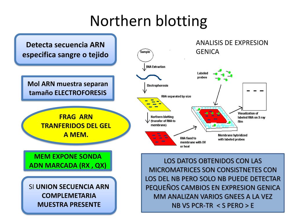 Northern blotting Detecta secuencia ARN especifica sangre o tejido