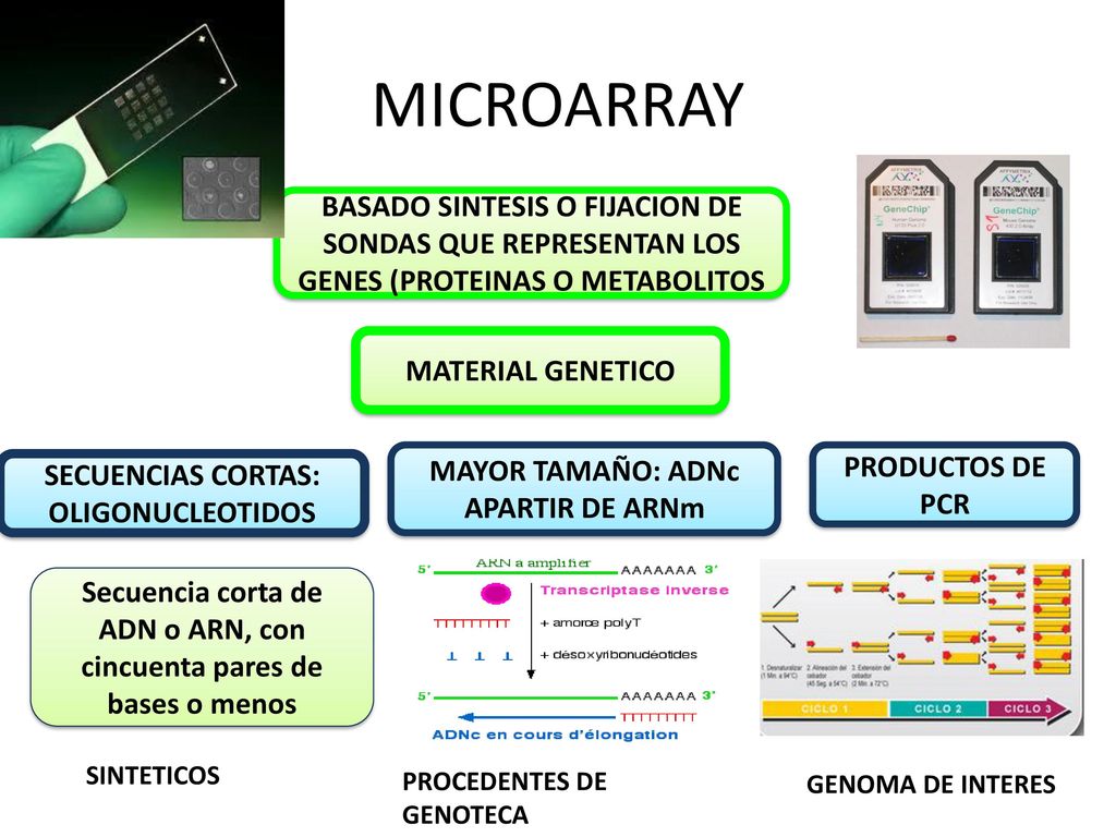 MICROARRAY BASADO SINTESIS O FIJACION DE SONDAS QUE REPRESENTAN LOS GENES (PROTEINAS O METABOLITOS.