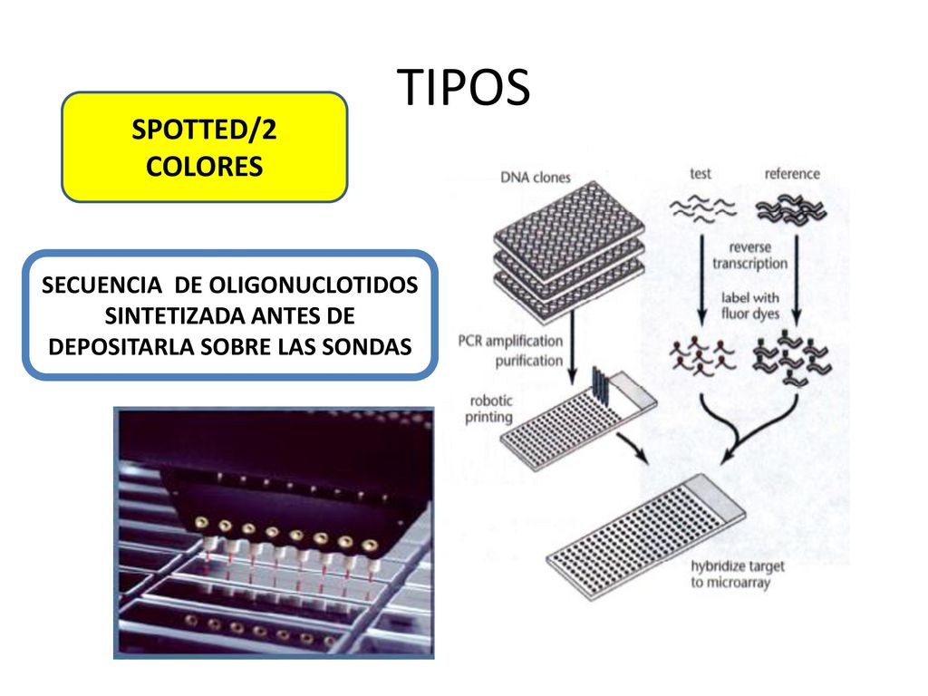 TIPOS SPOTTED/2 COLORES