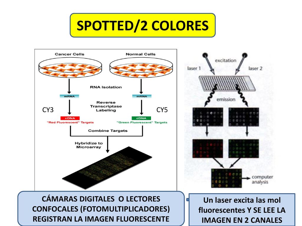 Un laser excita las mol fluorescentes Y SE LEE LA IMAGEN EN 2 CANALES
