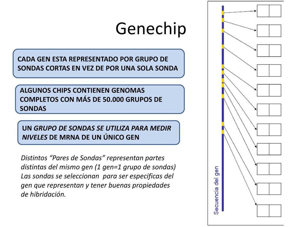 Genechip CADA GEN ESTA REPRESENTADO POR GRUPO DE SONDAS CORTAS EN VEZ DE POR UNA SOLA SONDA.