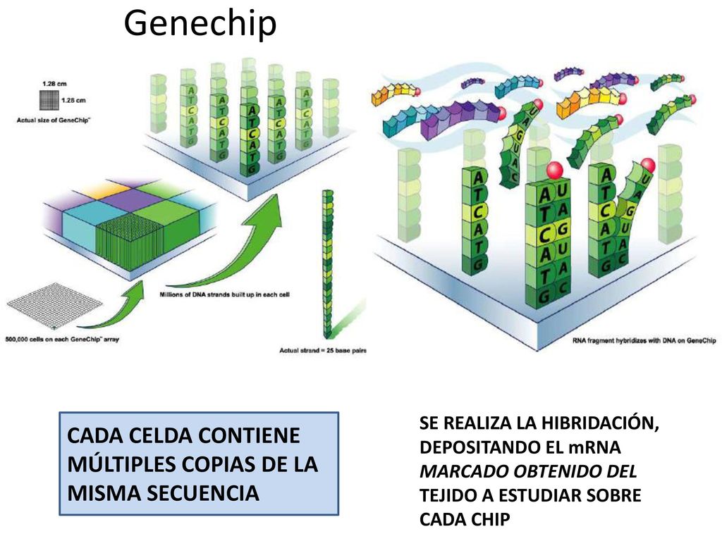 Genechip CADA CELDA CONTIENE MÚLTIPLES COPIAS DE LA MISMA SECUENCIA