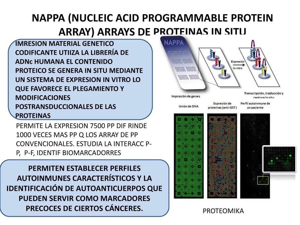 NAPPA (NUCLEIC ACID PROGRAMMABLE PROTEIN ARRAY) ARRAYS DE PROTEINAS IN SITU