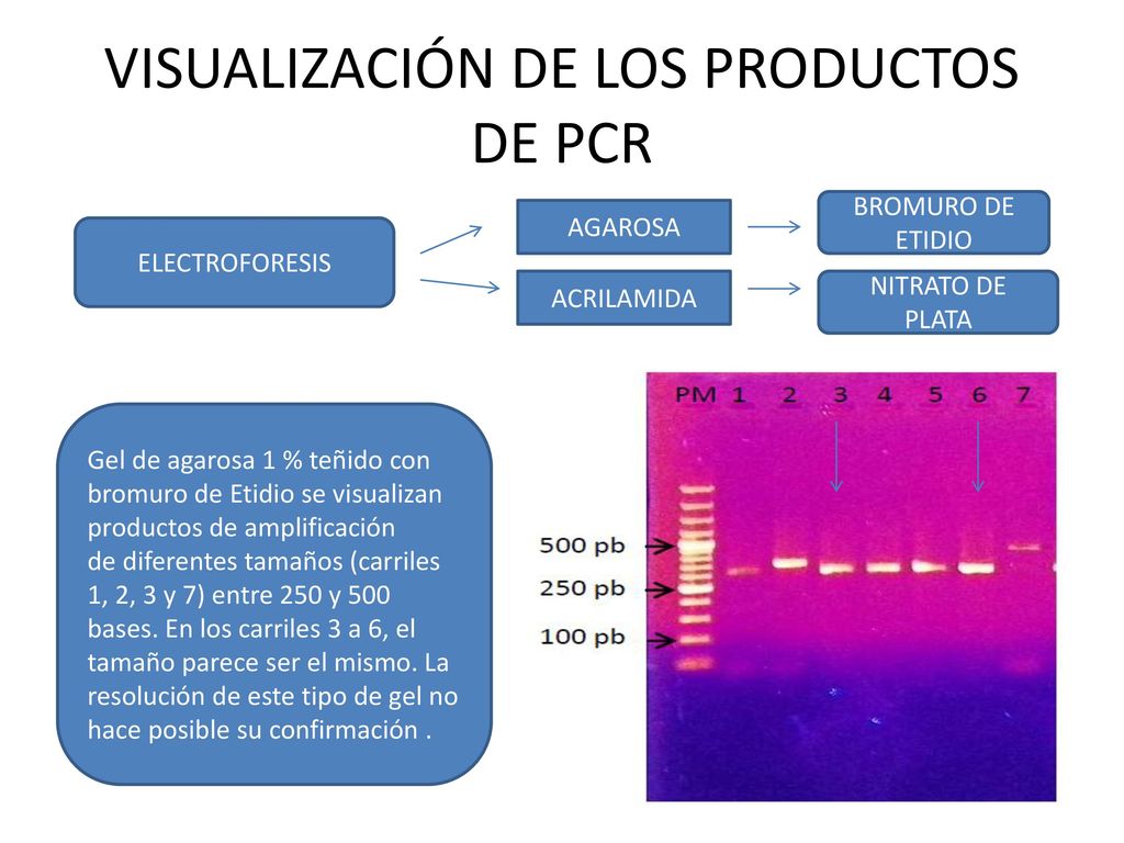 VISUALIZACIÓN DE LOS PRODUCTOS DE PCR