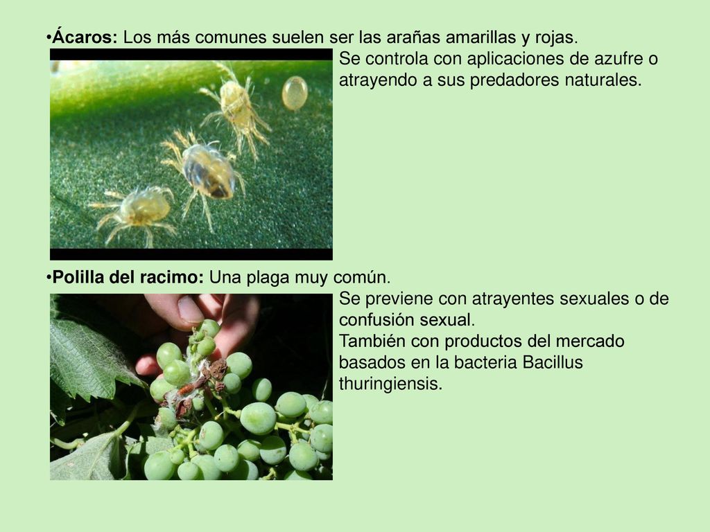 Ácaros: Los más comunes suelen ser las arañas amarillas y rojas.