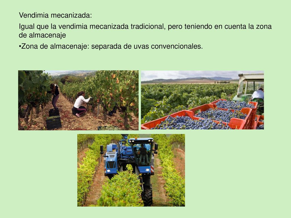 Vendimia mecanizada: Igual que la vendimia mecanizada tradicional, pero teniendo en cuenta la zona de almacenaje.