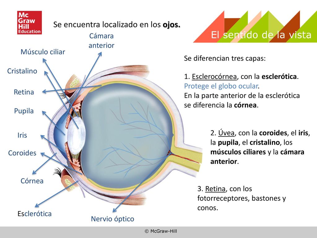 El sentido de la vista Se encuentra localizado en los ojos.