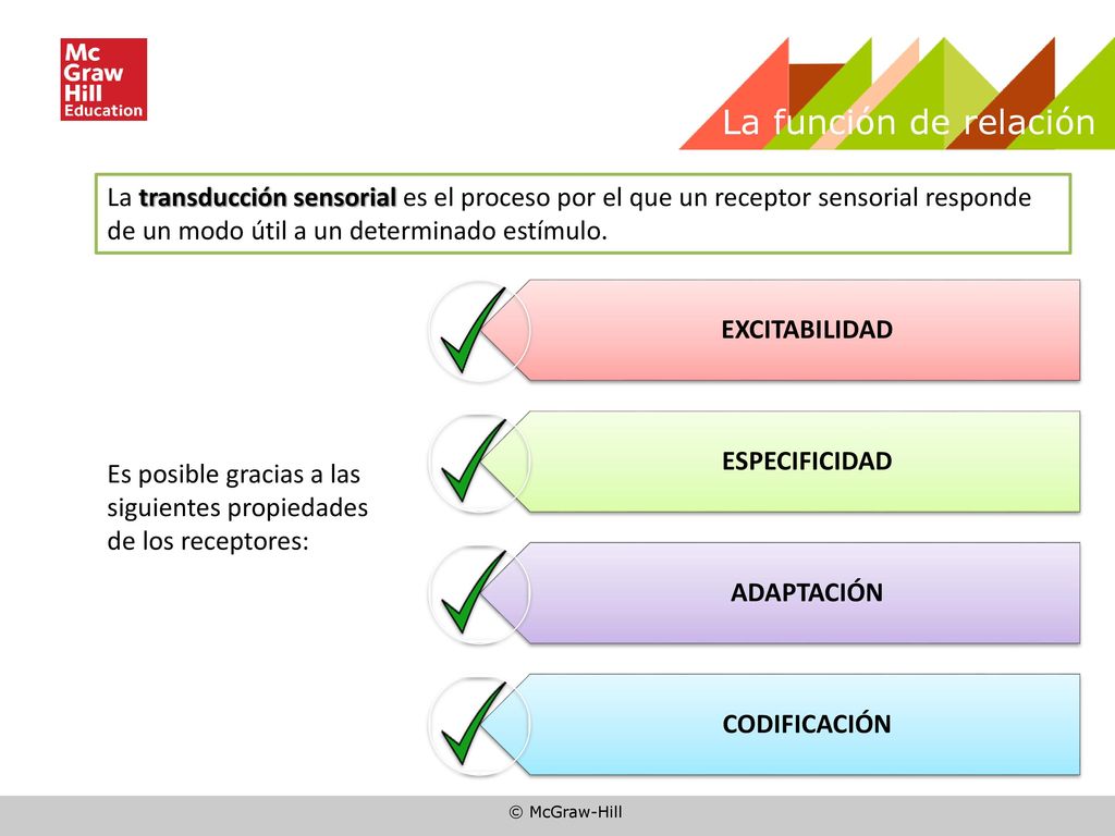 La función de relación La transducción sensorial es el proceso por el que un receptor sensorial responde de un modo útil a un determinado estímulo.