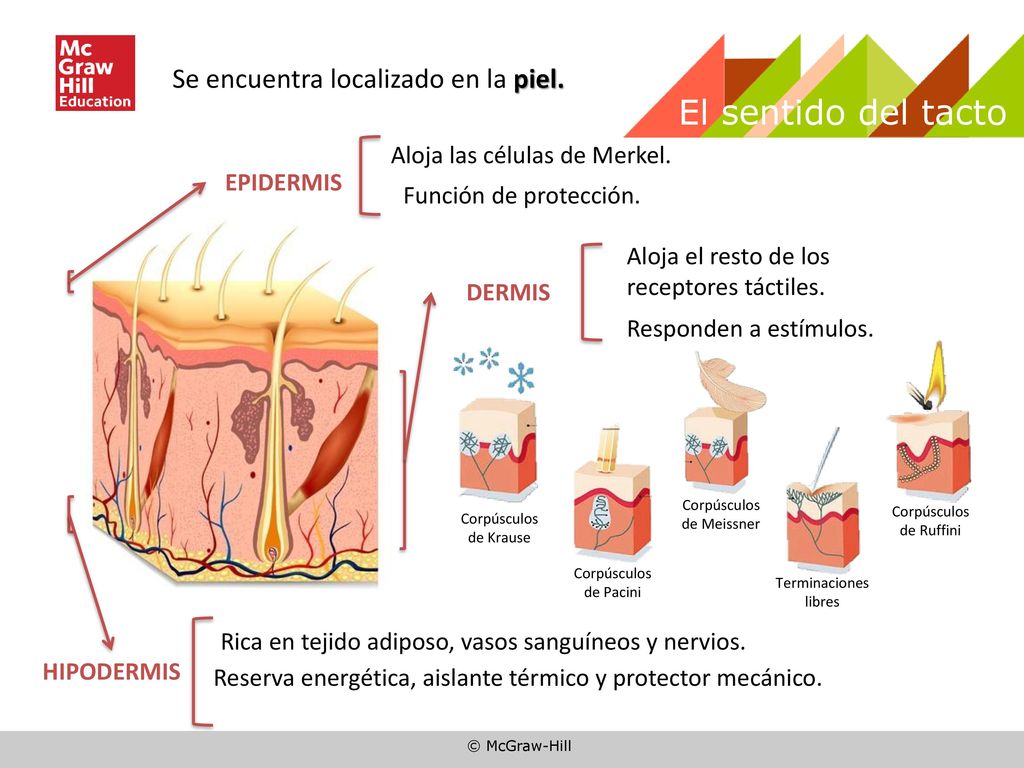 El sentido del tacto Se encuentra localizado en la piel.